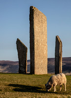 The Sheep of Stenness with Stones