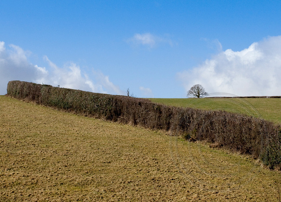 Winter Hedgerow, Dunsford