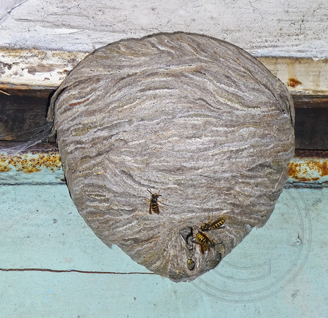 The Williton Wasps' Nest
