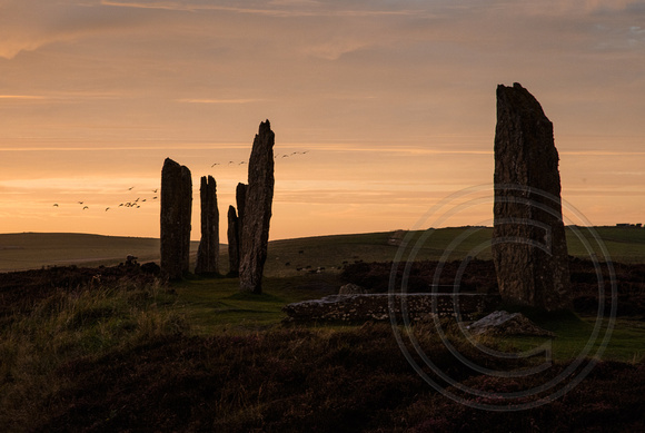 Brodgar Sunset with Geese